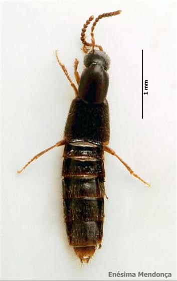 Gabrius nigritulus (Gravenhorst, 1802)